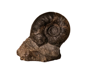 fossil of ammonite in the stone on white, isolated