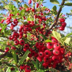 Obraz premium 日本で秋にピラカンサスが赤い実を付けています