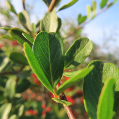 日本で秋にピラカンサスが赤い実を付けています