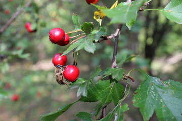 wasp on a rosehip bush, wasp