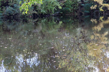 fishing on the river, float, forest, trees