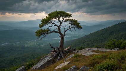Tree on the mountain&rsquo;s edge.