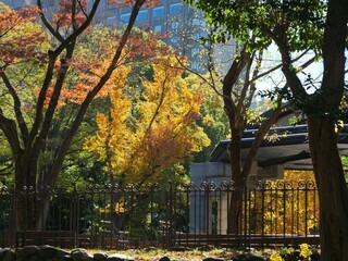 色づいた日比谷公園のイチョウ