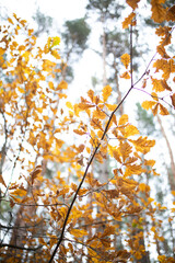 Close up of yellow oak leaves on tree branches in the forest.