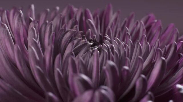 Intermediate incurve chrysanthemum. Internal structure of flower. Macro shot.