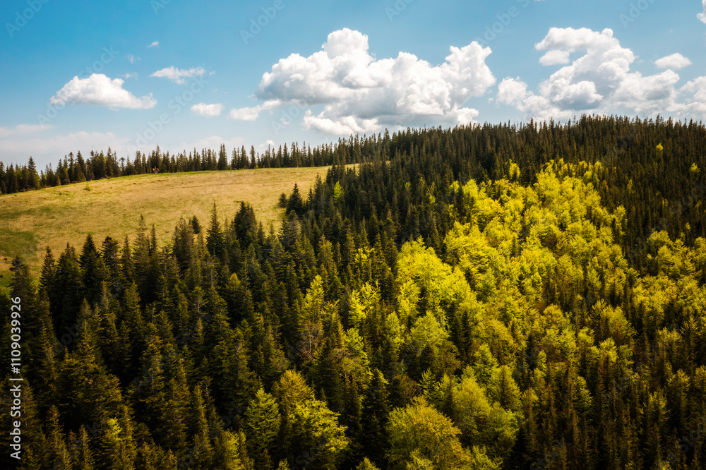 Poster wooded mountain slope with coniferous and deciduous trees in spring time.