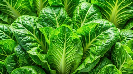 Fototapeta premium Vibrant green Cos lettuce leaves with crisp texture and intricate veining, fresh, salad, green, healthy, organic, leafy