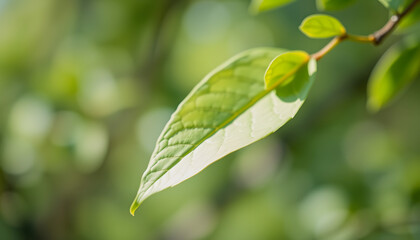 Obraz premium Abstract blur focus mint green Bokeh leaf spring nature light eco Blue foliage background concept cool summer texture, bio spring calm day, organic health in turquoise wallpaper, blurred park leaf i