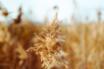 Obraz premium Golden Reed Against Blue Sky with Soft Clouds..