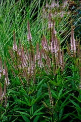 Veronicastrum virginicum in close up. © Garden Guru