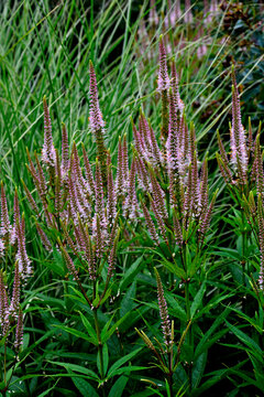Veronicastrum virginicum in close up.