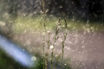 a plant with water drops on it and a blurred background.