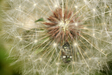 Obraz premium a dandelion with a seed in the center of it.