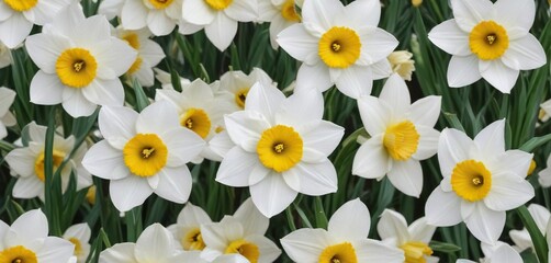 Fototapeta premium Seamless wallpaper pattern with white narcissus daffodil background, wall, pattern, wallpaper, floral, seamless