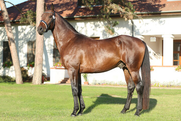 Beautiful brown colored stallion showing skills at rural animal farm on horse survey show