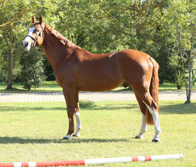 Beautiful brown colored stallion showing skills at rural animal farm on horse survey show