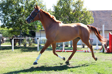 Beautiful brown colored stallion showing skills at rural animal farm on horse survey show