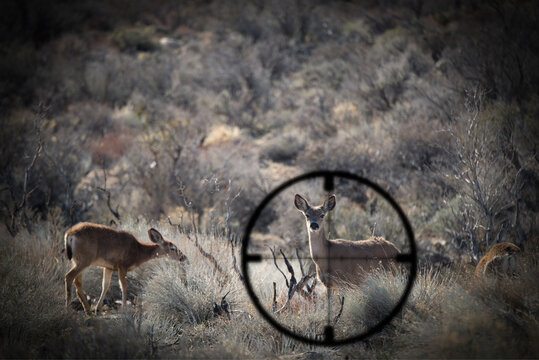 View of deer in rural landscape through a rifle target, USA