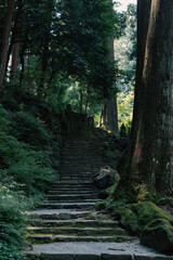 Peaceful Forest Sanctuary Stairway in Japan