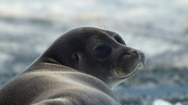 Close up portrait of seal having a rest on floating ice block in the sea