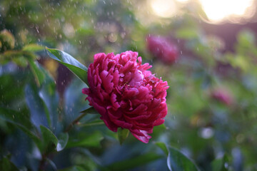 Peony Garden in Full Bloom: A Floral Wonderland