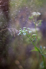 Summer Bliss: Blooming Nature Beyond the City