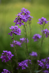 Obraz premium Peony Garden in Full Bloom: A Floral Wonderland