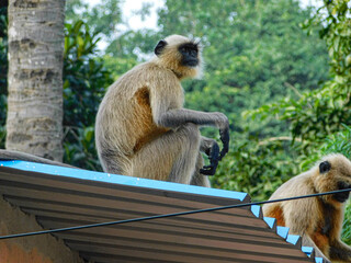 A northern plains gray langur sitting and looking up