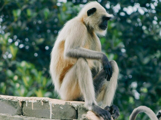 A northern plains gray langur sitting and thinking