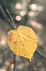 Obraz premium Beautiful close-up of a leaf of tilia platyphyllos