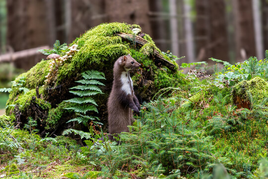 Stone Marten