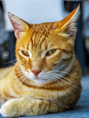 Schöne Katzen auf Rhodos