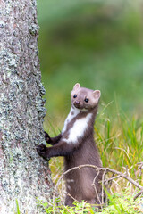 Stone Marten