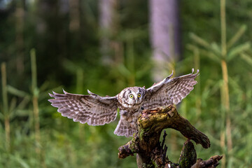 Fototapeta premium Flying rough legged Owl