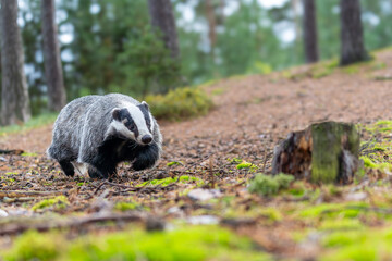 Badger © Matthias