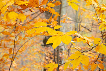 Beautiful view of autumn leaves.