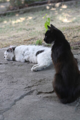 Obraz premium Feline Grace: Cat Resting on Grass