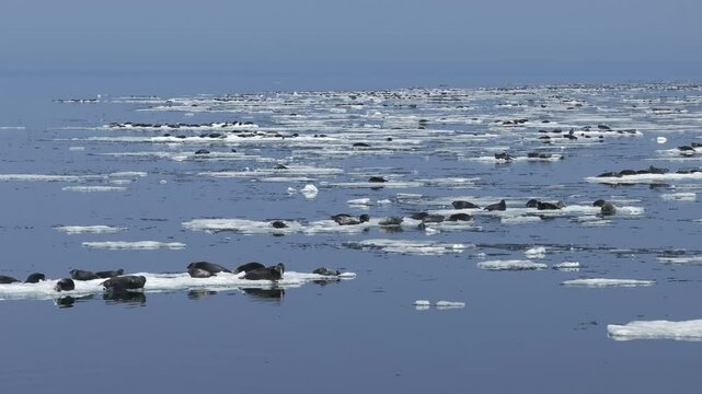 Seals resting on ice, surrounded by water with mirror reflections on Baikal lake