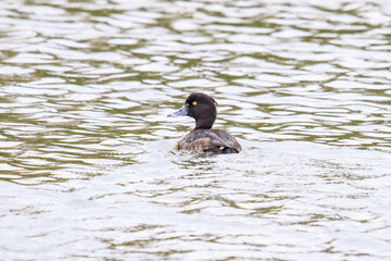 Tufted Duck Swimming on a Rippled Lake
