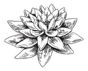 Sketch of water lily plant. Lotus flower bud in engraving style. Botanical vector illustration isolated on white.