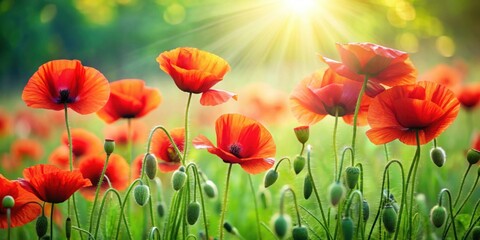 Fototapeta premium Vibrant red poppies contrasting with lush green grass, Nature, Flowers, Poppies, Red, Grass, Fresh, Beauty, Botanical, Meadow
