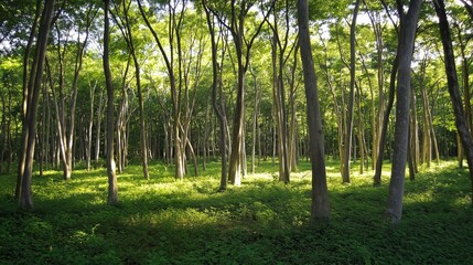 Obraz premium Sunlit forest with tall trees