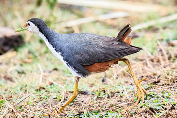 White-breasted Waterhen Walking in Natural Habitat, Mai Po Natural Reserve, Hong Kong