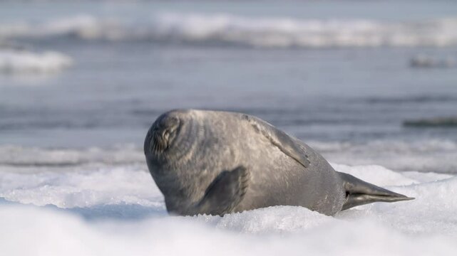 Alone serene seal resting on floating ice floe in the water, looking around