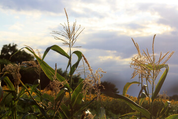 Fototapeta premium Sunset Over the Field: Nature's Golden Hour