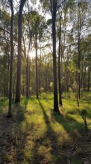 Obraz premium Sunlit forest with tall trees