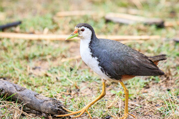 White-breasted Waterhen Walking in Natural Habitat, Mai Po Natural Reserve, Hong Kong
