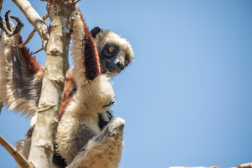 Fototapeta premium Endangered Coquerel's Sifaka Lemur Propithecus coquereli Madagascar