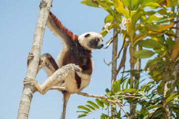 Naklejka premium Endangered Coquerel's Sifaka Lemur Propithecus coquereli Madagascar