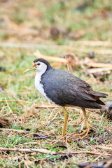 Obraz premium White-breasted Waterhen Walking in Natural Habitat, Mai Po Natural Reserve, Hong Kong